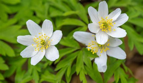 Plant Wild Flower Anemone Spring Wood Anemone-12 Inch BY 18 Inch ...