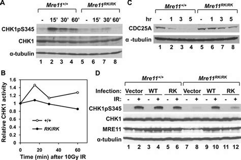 IR Induced CHK1 Phosphorylation And Activation Are Defective In