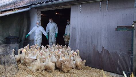 Vogelgrippe sorgt für erhöhte Wachsamkeit im Kreis Herford nw de