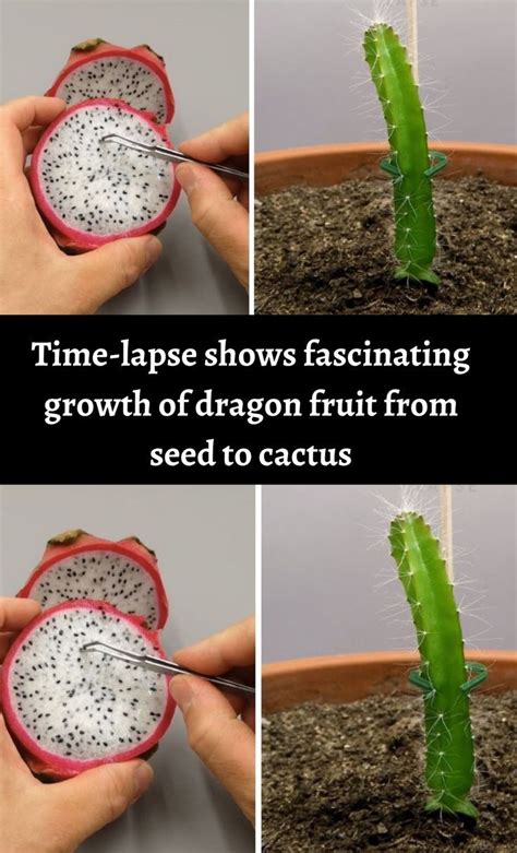 Time Lapse Shows Fascinating Growth Of Dragon Fruit From Seed To Cactus How To Grow Dragon