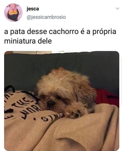 Catioro Reflexivo On Twitter Cachorro Engra Ado Coisas Engra Adas