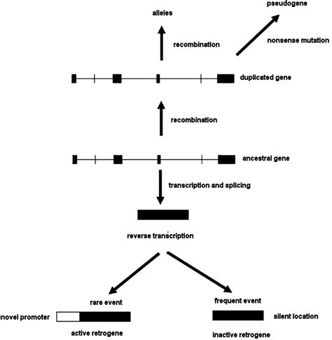 2 Mechanism Of Retro Transposition Is Illustrated With The Formation Of