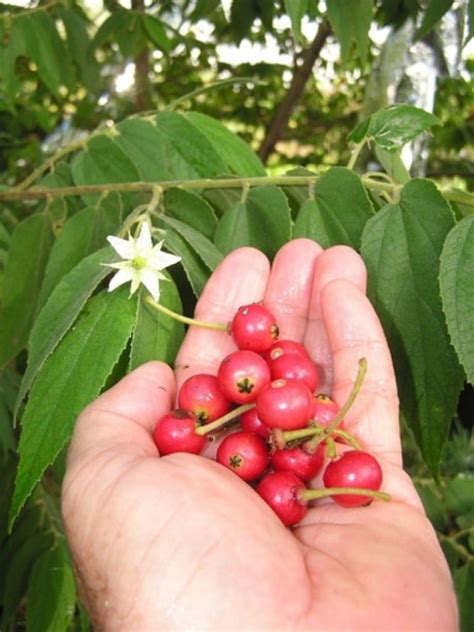 Capulín El Cerezo Poco Conocido De La Península De Yucatán Poresto