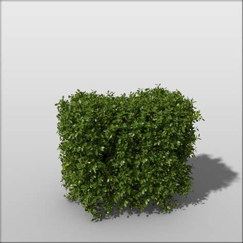 Boxwood Bundle Vol1 3d Model 65 Unknown Obj Vue C4d Free3d