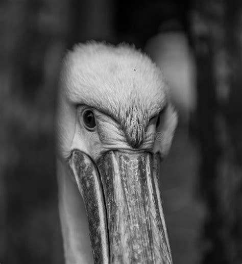 Curious Pelican In Bandw Stock Image Image Of Black Intimate 31241661