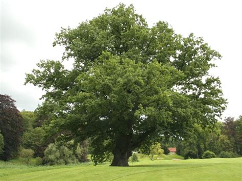 Quercus Robur El Roble Carballo