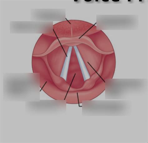 Vocal Cords Diagram Quizlet