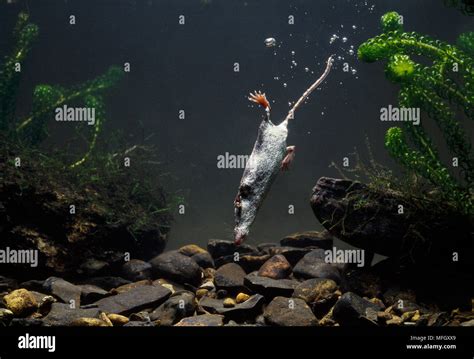 Water shrew diving hi-res stock photography and images - Alamy