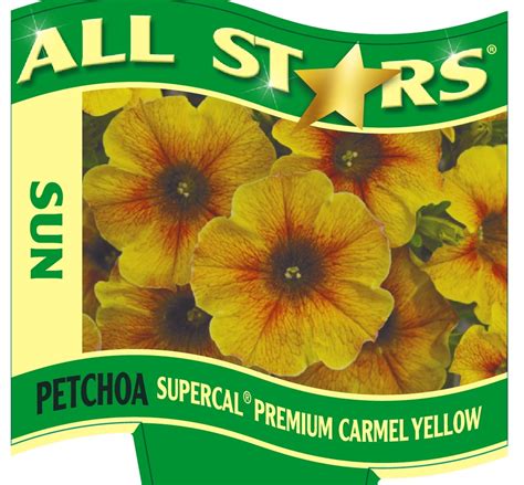 Calibrachoa Petchoa Supercal Wholesale Bedding Plants Hybels Inc