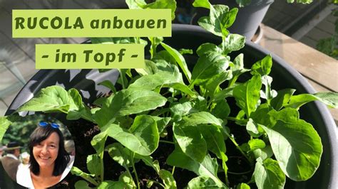 Rucola Im Topf Anbauen So Gehts Von Der Aussaat Bis Zur Ernte Von