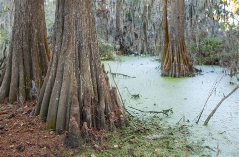 Ciprestes Carecas Taxodium Distichum No P Ntano Sul Americano Imagem De