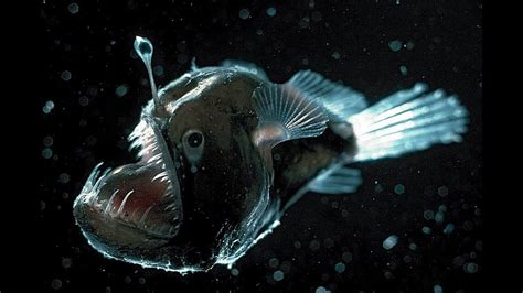 Top 10 Scariest Deep Sea Creatures They Will Give You Nightmares