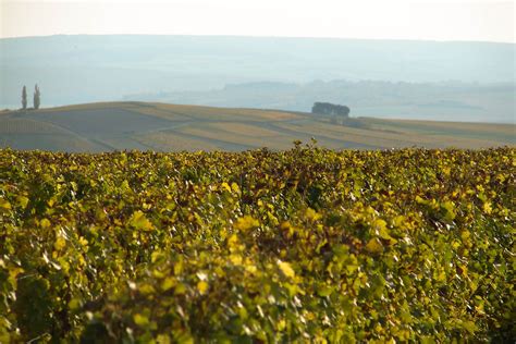 La vigne à Saint Bris Mairie de Saint Bris le Vineux