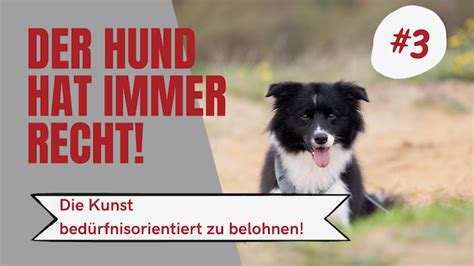 Pfotenhafen Wie Hunde Zeigen Ob Eine Belohnung Bed Rfnisorientiert Ist