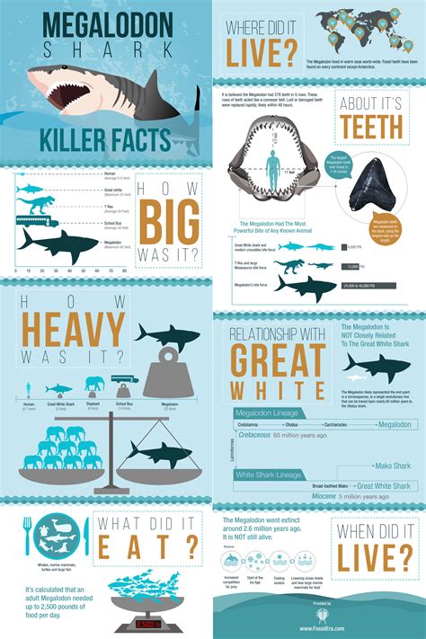 Talk:Megalodon - Wikipedia