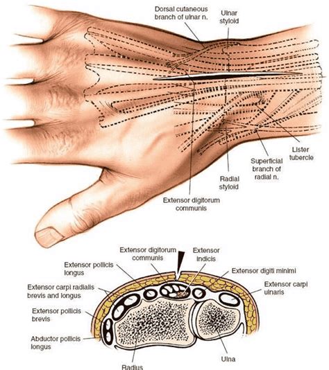 Dorsal Approach To The Wrist