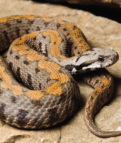 Armenian Viper Saint Louis Zoo