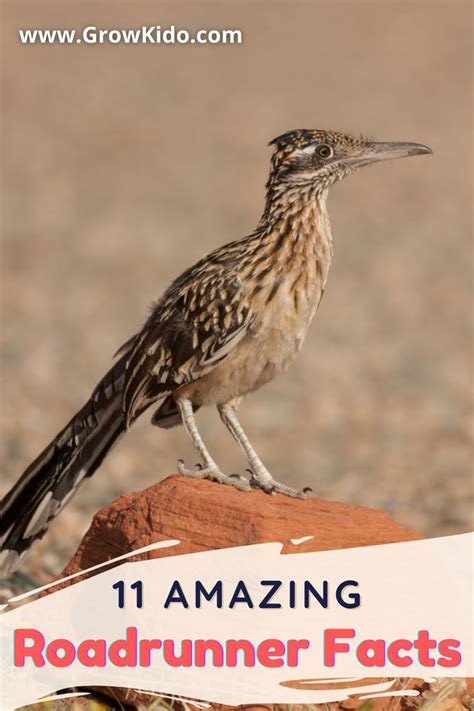 11 Amazing Roadrunner Facts [Must Check #3] | Road runner, Facts for ...