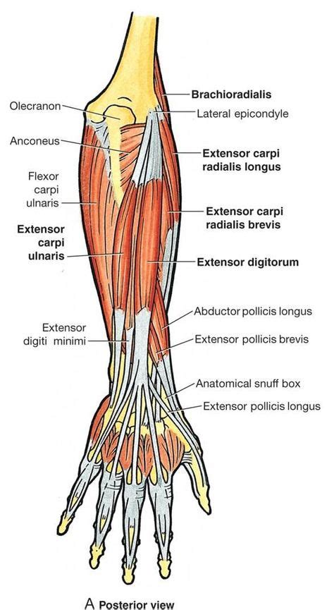 In Human Anatomy The Extensor Indicis Proprius Is A Narrow