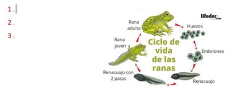 Observe La Imagen E Indica Que Diferencias Encuentras En El Desarrollo