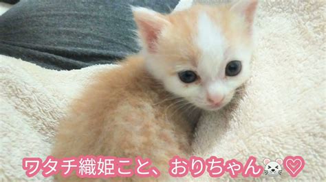 8、【保護猫】改めまして自己紹介🐭🐭とにかく良く寝ます笑 Youtube