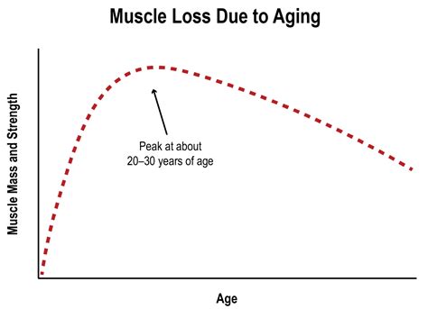 Building Muscle After 50 The Essential Guide Strengthlog