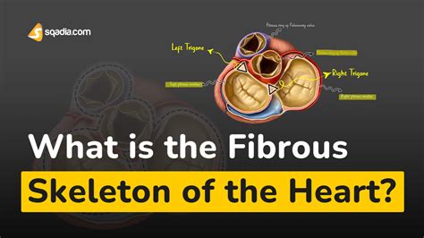 What Is The Fibrous Skeleton Of The Heart