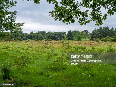 Skipwith Photos And Premium High Res Pictures Getty Images