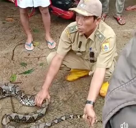 Ular Sanca Sepanjang 4 Meter Ditangkap Warga Di Pemalang