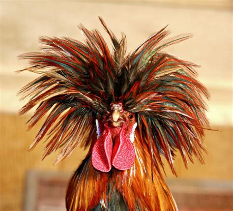 Crazy Rooster Stock Photos, Pictures & Royalty-Free Images - iStock