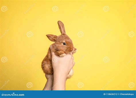 Woman Holding Adorable Rabbit Stock Photo Image Of Holding Happy