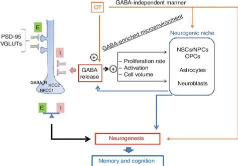 Figure From Excitation Inhibition Imbalance And Impaired Neurogenesis