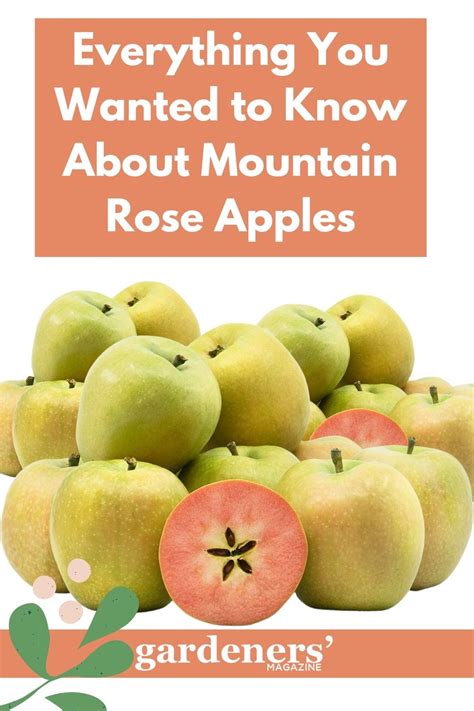 Everything You Wanted To Know About Mountain Rose Apples