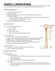 Ch 7 Notes Skeletal System Docx Chapter 7 Skeletal System The