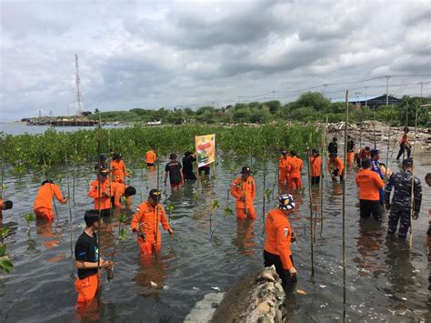 Antisipasi Gelombang Tinggi Basarnas Tanam Mangrove Di Pesisir Pantai