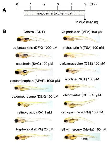 Pharmaceuticals Free Full Text Generation Of A Triple Transgenic