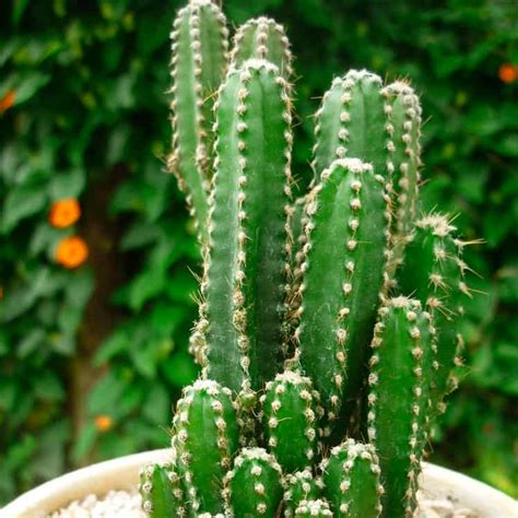 Acanthocereus Tetragonus Cuidados Y Reproducci N Th