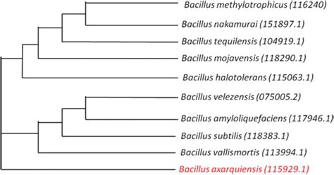 Phylogenetic Tree Of Bacillus Sp Showing The Relationship With Other