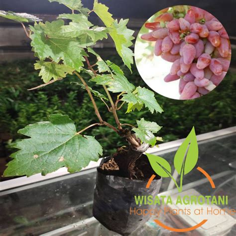 Paket Anggur Import Pohon Anggur Merah Transfiguration Tanaman Buah