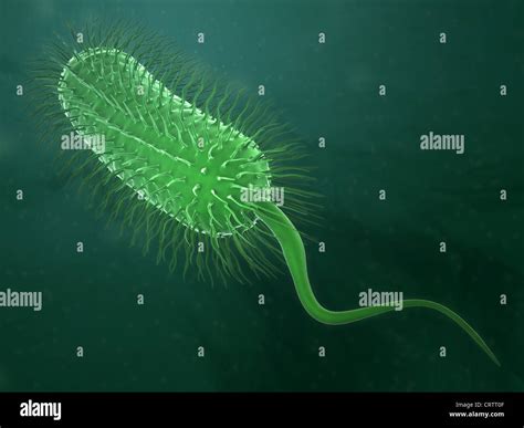 Pathogens Bacteria - all about bacteria images