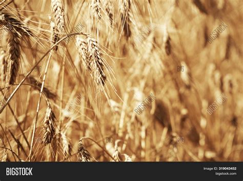 Wheat Field Image And Photo Free Trial Bigstock