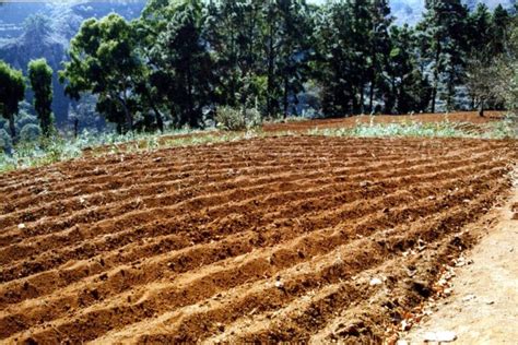 ¿qué Es Mejor Regadío O Secano Regadío O Secano Descubre La Mejor