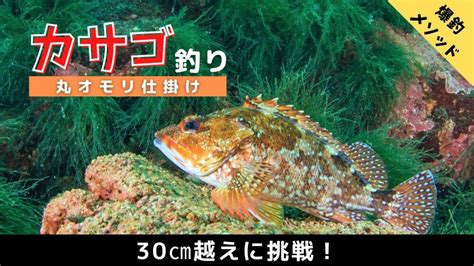 【壱岐のカサゴ釣り】エサを使えば誰でも爆釣！手軽な釣りのポテンシャルがヤバい！