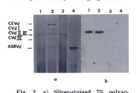 Figure 2 From Hybridization Analysis Of Citrus Viroids With Citrus