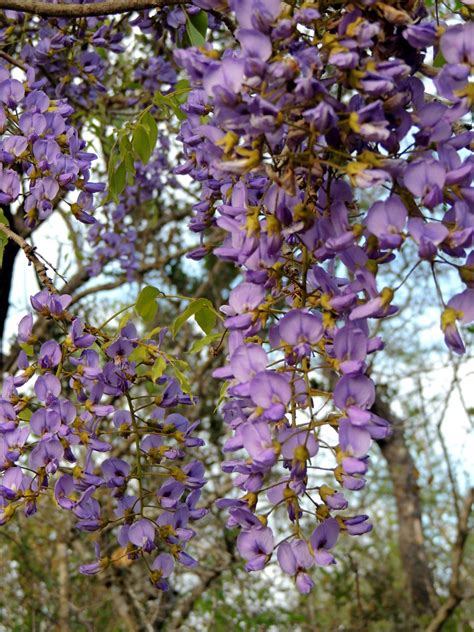 Flora Of Zimbabwe Species Information Individual Images Bolusanthus