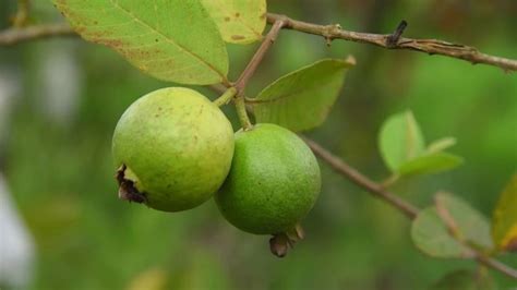 Tips Para Plantar Un árbol De Guayabas En Tu Huerto En Casa Gastrolab