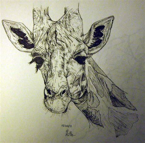 Giraffe By Charcoal Almighty On Deviantart