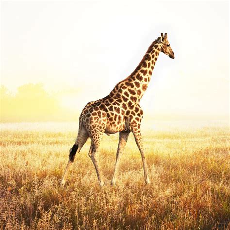 Giraffe Hd Wallpapers Wallpaper Cave