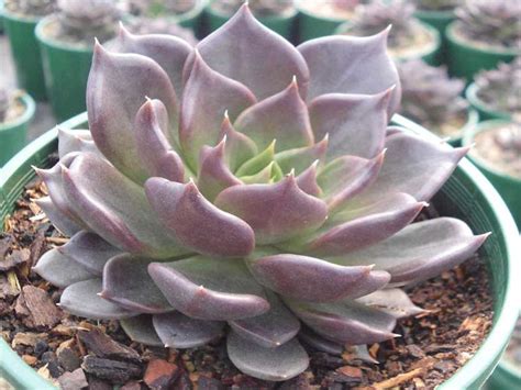 Echeveria Affinis Black Prince Wholesale Nursery Nurseries In