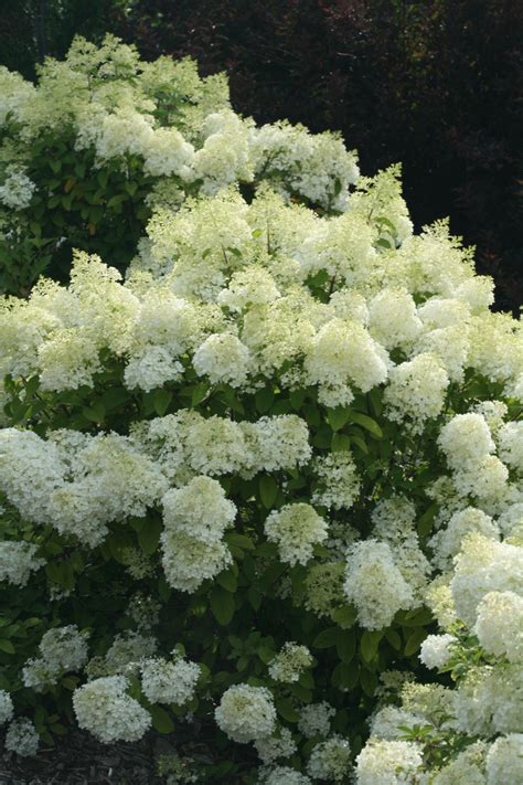 Bobo® Panicle Hydrangea Hydrangea Paniculata Images Proven Winners